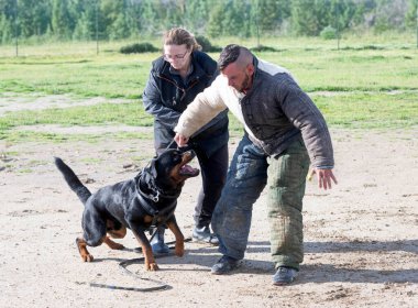 Genç Rottweiler koruma sporu ve polis eğitimi alıyor.