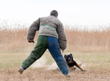 Genç Belçikalı çoban köpeği doğada güvenlik eğitimi alıyor.