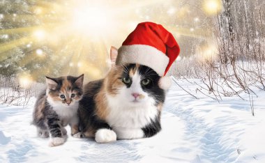 young Kurilian Bobtail and mother in front of winter  background clipart