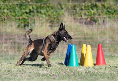 Malinois doğada itaat disiplini eğitimi alıyor.