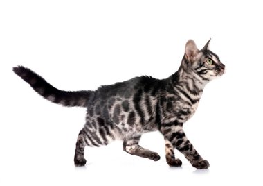 Bengal kedisi beyaz arka planda