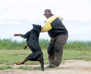Genç Rottweiler koruma sporu ve polis eğitimi alıyor.