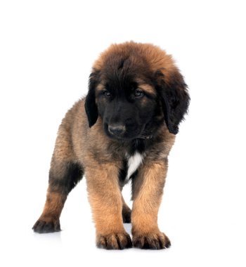 Beyaz arka planda köpek yavrusu Leonberger