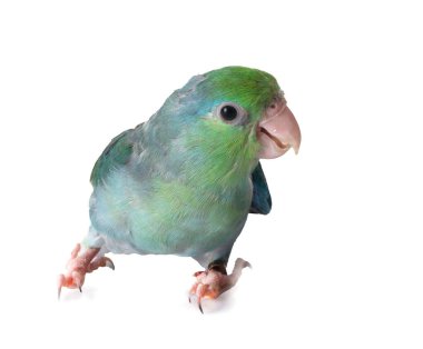 Pacific parrotlet in front of white background clipart