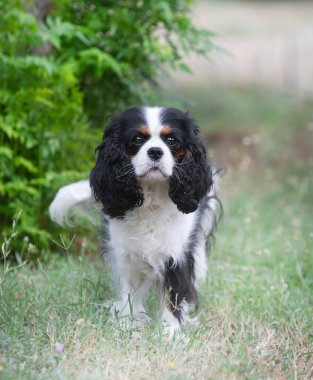 Süvari Kral Charles doğada, bir bahçede kalıyor.