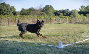 Bir Rottweiler ile itaat disiplini için köpek eğitimi.