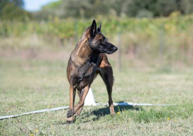 Malinois doğada itaat disiplini eğitimi alıyor.