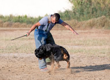 Genç Rottweiler koruma sporu ve polis eğitimi alıyor.
