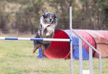 Sonbaharda köpekle çeviklik yarışı