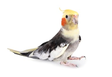 Beyaz arkaplan önünde Nymphicus hollandicus