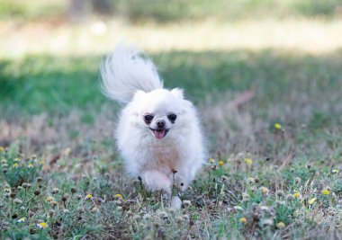 Doğada yürüyen küçük bir chihuahua