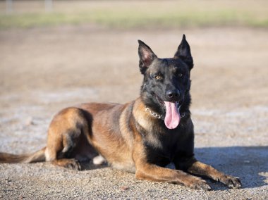Genç Belçikalı çoban köpeği doğada güvenlik eğitimi alıyor.