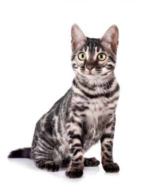 Bengal kedisi beyaz arka planda