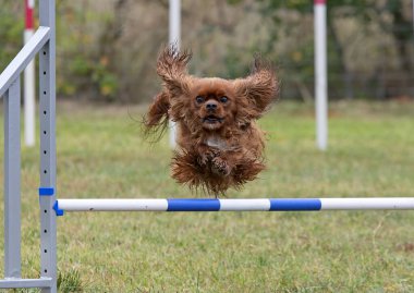 Sonbaharda köpekle çeviklik yarışı