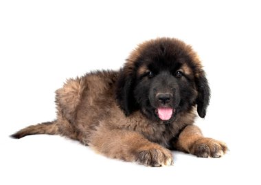 Beyaz arka planda köpek yavrusu Leonberger