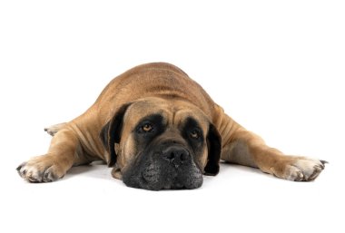 Kahverengi Boerboel beyaz arkaplan önünde