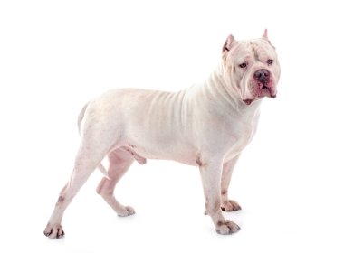 Beyaz arkaplan önünde beyaz zorba XXL