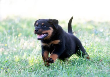 Genç Rottweiler yazın doğada kalıyor.