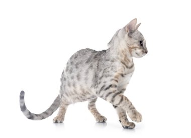 Bengal kedisi beyaz arka planda