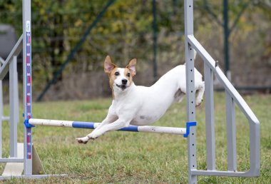 Sonbaharda köpekle çeviklik yarışı