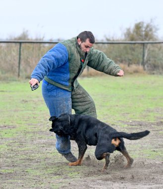 Genç Rottweiler koruma sporu ve polis eğitimi alıyor.