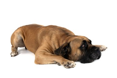 Kahverengi Boerboel beyaz arkaplan önünde