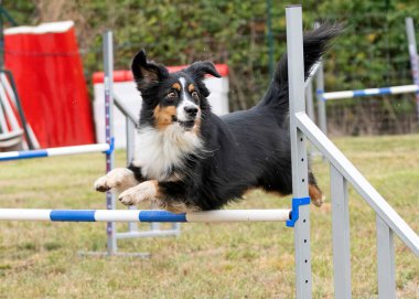 Sonbaharda köpekle çeviklik yarışı