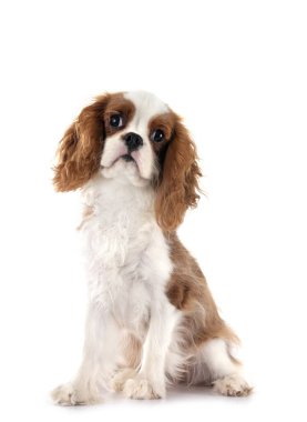 Beyaz arka planda genç şövalye kral Charles.