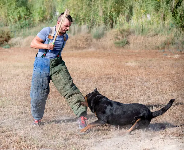 Genç Rottweiler koruma sporu ve polis eğitimi alıyor.