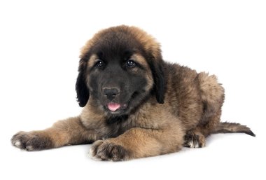 Beyaz arka planda köpek yavrusu Leonberger