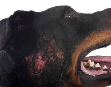 Beyaz arkaplan önünde sıcak nokta ile beauceron