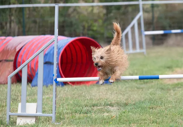 Sonbaharda köpekle çeviklik yarışı