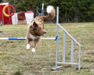 Sonbaharda köpekle çeviklik yarışı