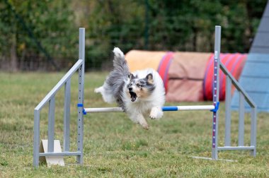 Sonbaharda köpekle çeviklik yarışı