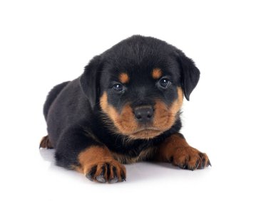 Beyaz arkaplan önünde köpek yavrusu rottweiler