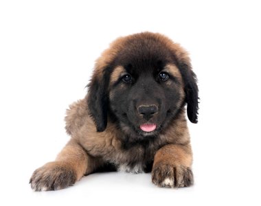 Beyaz arka planda köpek yavrusu Leonberger