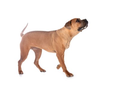 Beyaz arka planda genç İtalyan bir erkek.