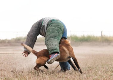 Genç Belçikalı çoban köpeği doğada güvenlik eğitimi alıyor.