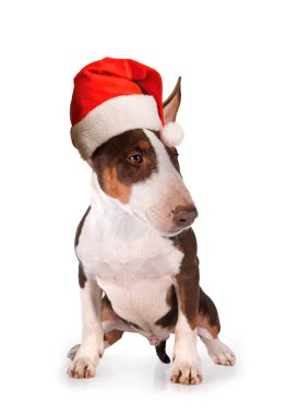 Beyaz arka plan önünde boğa korkunç