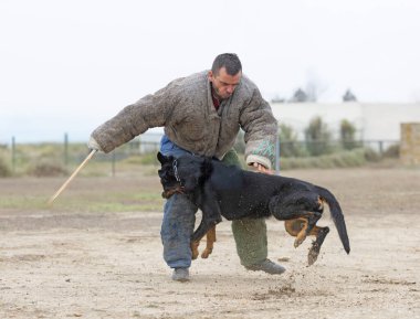 Beauce 'den gelen çoban köpeği güvenlik eğitimi alıyor.