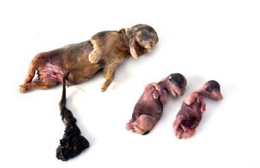 Beyaz arkaplan önünde ölü köpek yavruları