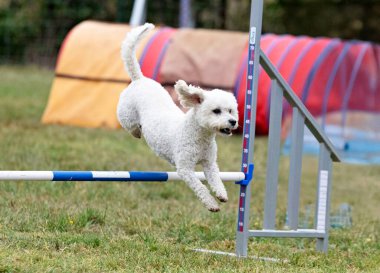Sonbaharda köpekle çeviklik yarışı