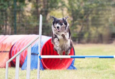 Sonbaharda köpekle çeviklik yarışı