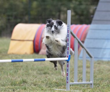 Sonbaharda köpekle çeviklik yarışı