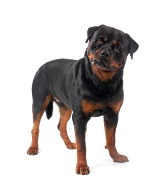 Beyaz arkaplan önünde safkan rottweiler