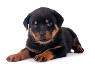 Beyaz arkaplan önünde köpek yavrusu rottweiler