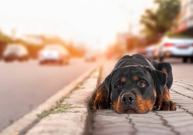 Safkan Rottweiler yazın yol kenarında terk edilmiş.