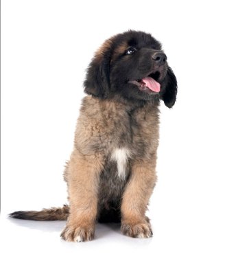 Beyaz arka planda köpek yavrusu Leonberger