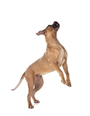 Beyaz arka planda genç İtalyan bir erkek.