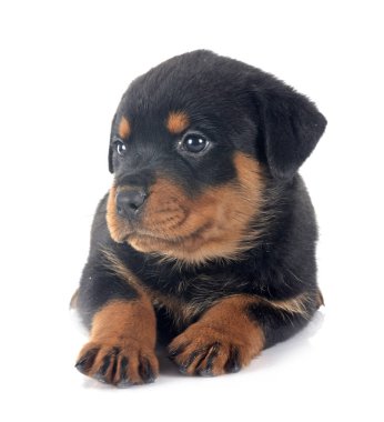 Beyaz arkaplan önünde köpek yavrusu rottweiler
